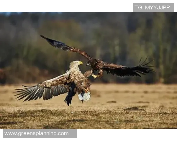 老鹰胜活塞，追赶排名前四：战斗精神的象征